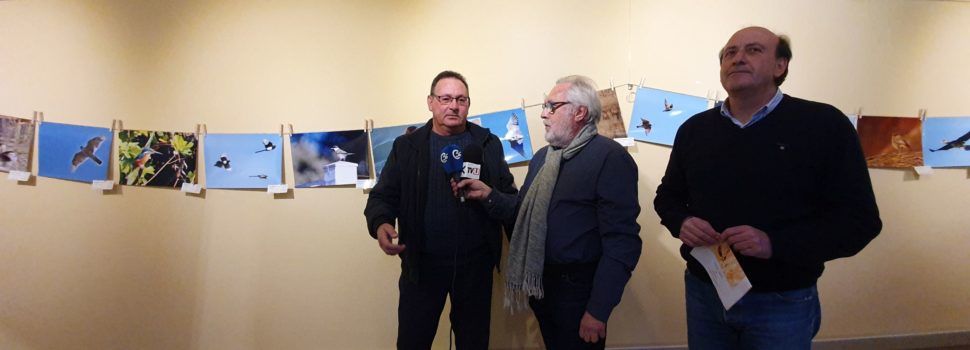 Tots els pardals de Vinaròs i comarca, fotografiats per Manuel Beltrán