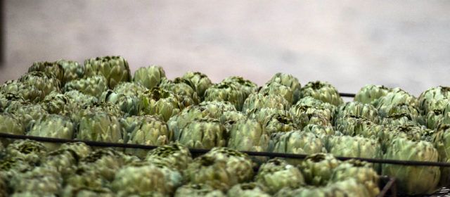 2.000 kilos de alcachofa a la brasa para la gran degustación popular de Benicarló