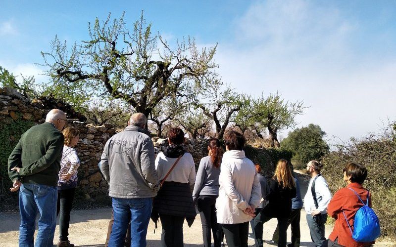 Coneixent els ametlers florits d’Albocàsser