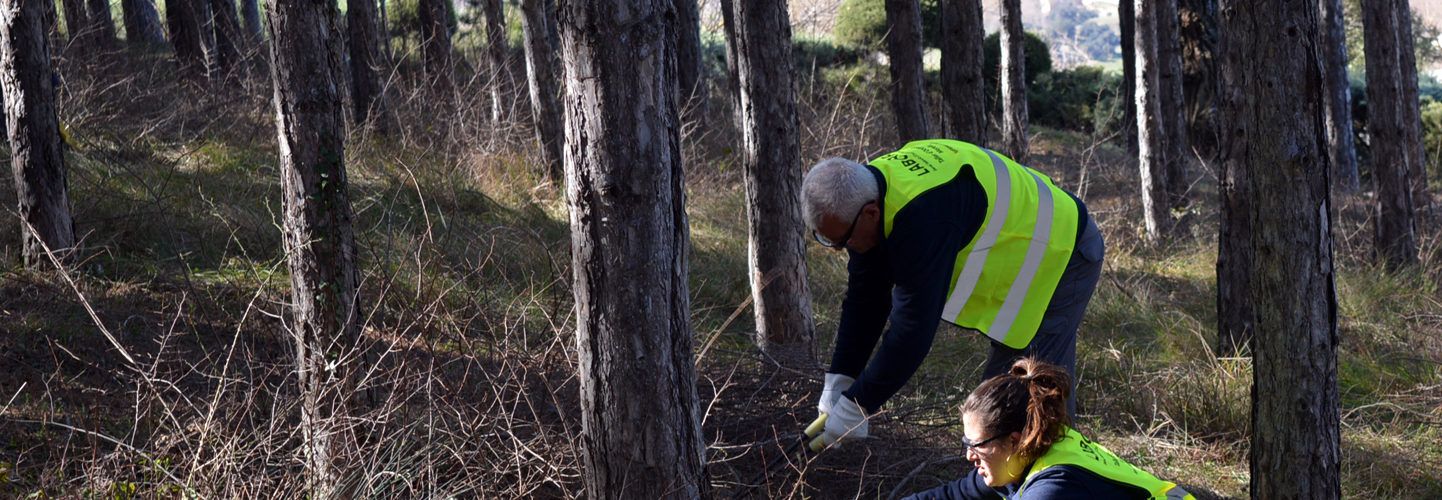 El taller d’ocupació per a la conservació de monts comença a treballar a l’Albereda de Morella