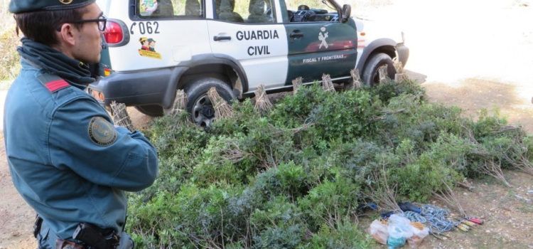 La Guardia Civil incauta en Tortosa más de 100 kilos de lentisco recolectado sin autorización 