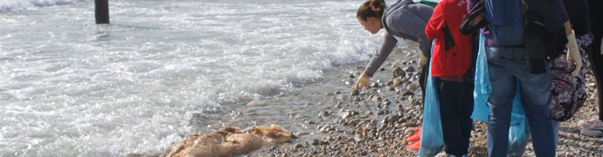 Continuen apareixent restes de tonyines a Vinaròs