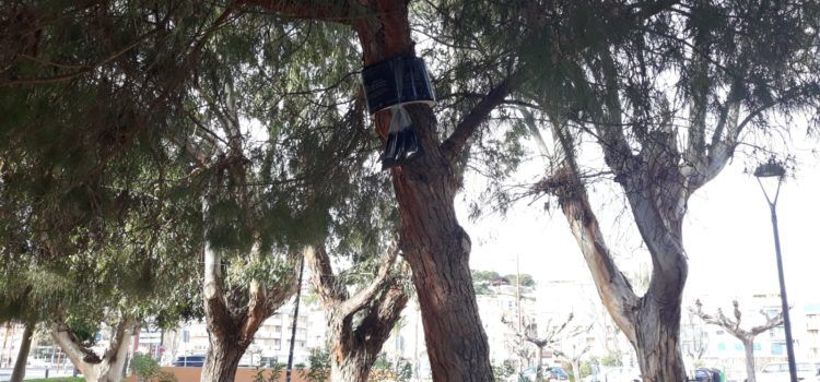 L’Àrea de Serveis de Peníscola inicia el tractament contra la processionària