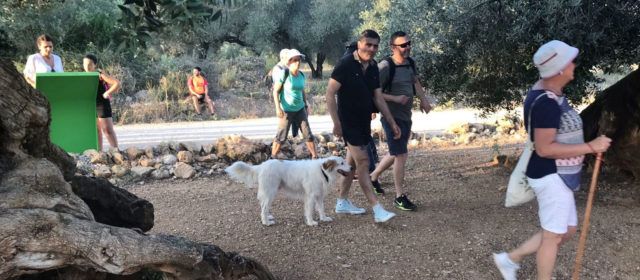 Canet lo Roig estrena cicle de rutes turístiques amb les oliveres com a protagonistes