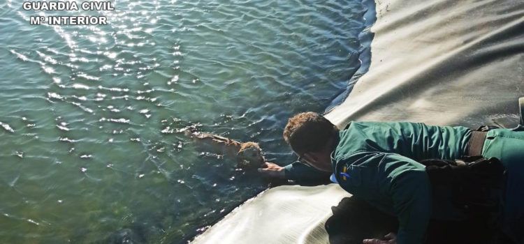 La Guardia Civil rescata a dos perros atrapados en una balsa de riego de una explotación agrícola