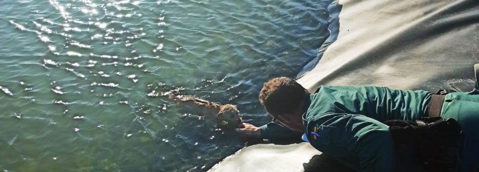 La Guardia Civil rescata a dos perros atrapados en una balsa de riego de una explotación agrícola