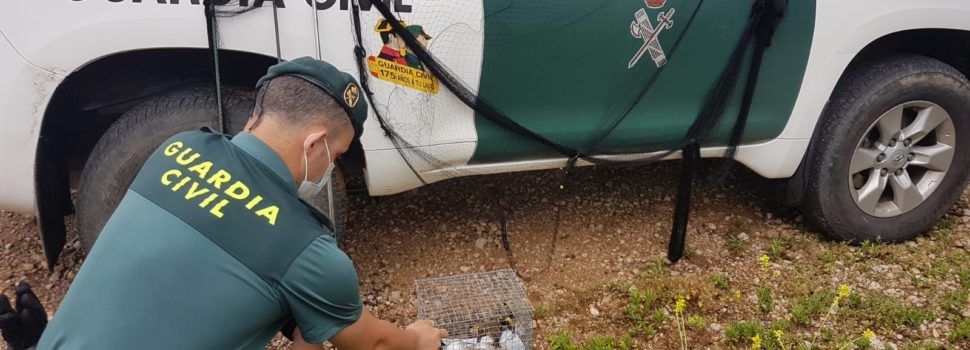 La Guardia Civil denuncia a un vecino de La Galera por capturar aves fringílidos con una red japonesa