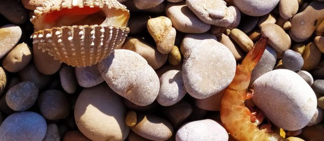 A Vinaròs, la mar arrossega fauna marina fins a la platja