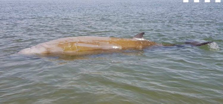 Alliberada una balena varada al Delta de l’Ebre