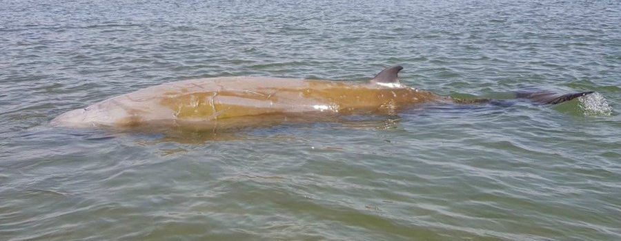 Alliberada una balena varada al Delta de l’Ebre