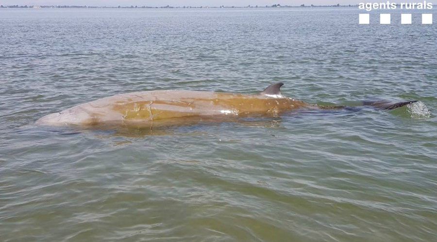 Alliberada una balena varada al Delta de l’Ebre