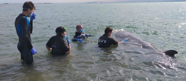 Hallado muerto un ballenato de Cuvier, al parecer el visto en aguas de Vinaròs y el Delta de l’Ebre