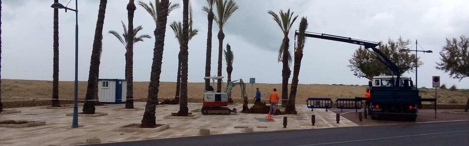 L’Ajuntament de Peníscola comença els treballs de millora de la jardineria al passeig