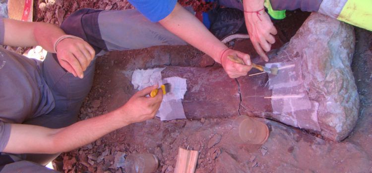 Noves restes de dinosaures sauròpodes de fa 125 milions d’anys a Morella