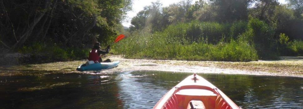 Nueva campaña de actuaciones de la Confederación Hidrográfica del Ebro para el control y la vigilancia del caracol manzana en el tramo Miravet-Tortosa 