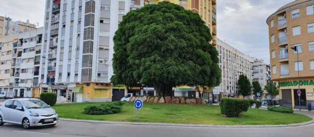 Diez años de un emblemático árbol benicarlando en Vinaròs: “Bertomeu”