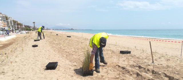 Avancen les tasques de regeneració i reforestació dunar en la platja Nord de Peníscola