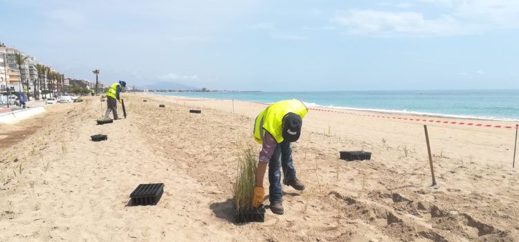 Avancen les tasques de regeneració i reforestació dunar en la platja Nord de Peníscola