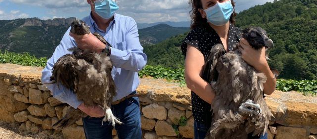 Agricultura consolida el projecte de reintroducció del crebalòs amb l’alliberament de dues noves cries a la Tinença de Benifassà