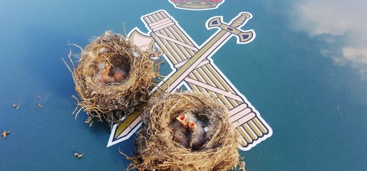 La Guardia Civil denuncia a dos vecinos de Tortosa por recoger nidos de pájaros con sus crías