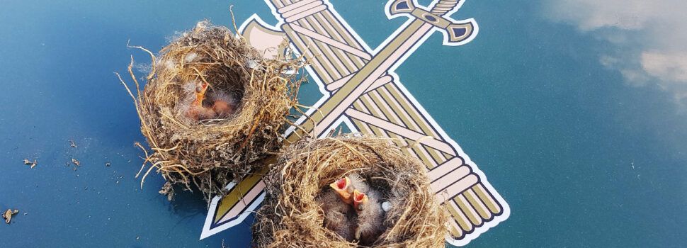 La Guardia Civil denuncia a dos vecinos de Tortosa por recoger nidos de pájaros con sus crías
