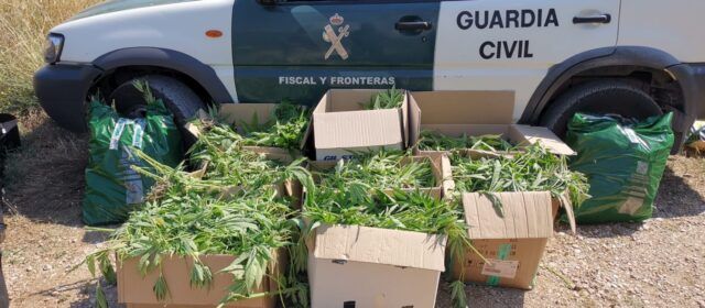 La Guardia Civil desmantela una plantación de marihuana  en Roquetes