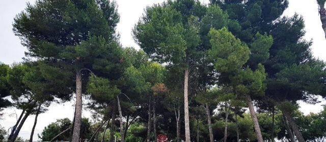 La transformación del bosque mediterráneo de Fora Forat de Vinaròs