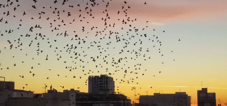 Fotos: Tornarem a volar! per Inés Roca