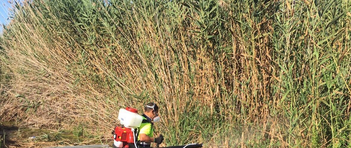 Peníscola reforça les tasques per a combatre la proliferació de mosquit