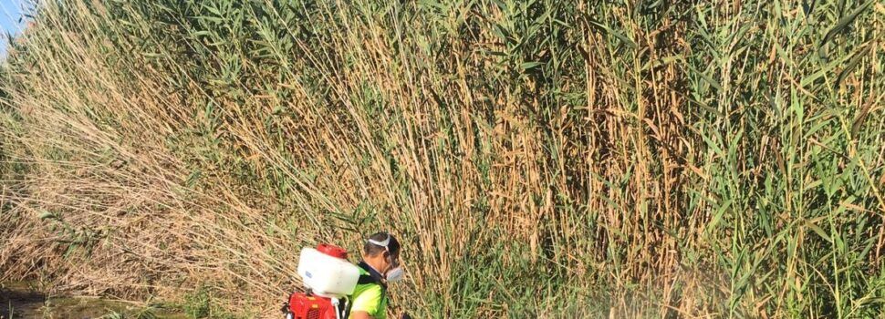 Peníscola reforça les tasques per a combatre la proliferació de mosquit