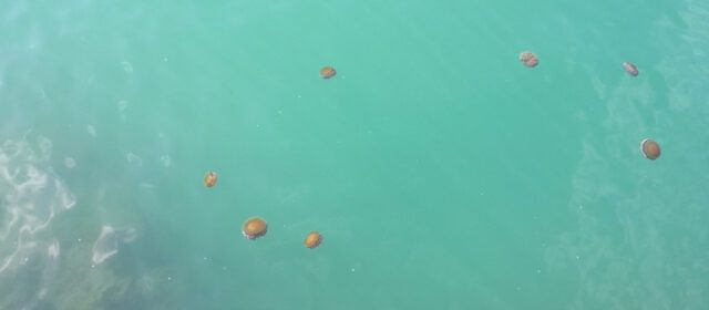 Fotos: meduses al port de Vinaròs