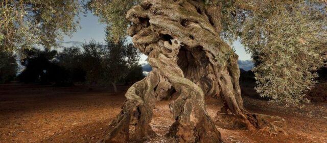 Retiran una foto de un olivo monumental de Canet usada para vender olivos andaluces