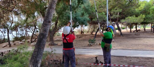 Els alumnes del taller “Et Formem” de Vinaròs adeqüen el bosc mediterrani del passeig de Fora del Forat