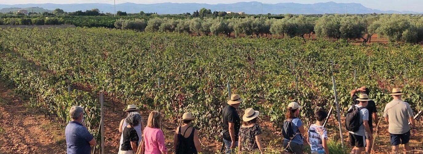 Verema del Vi Carlon a Benicarló