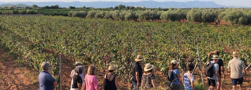 Verema del Vi Carlon a Benicarló