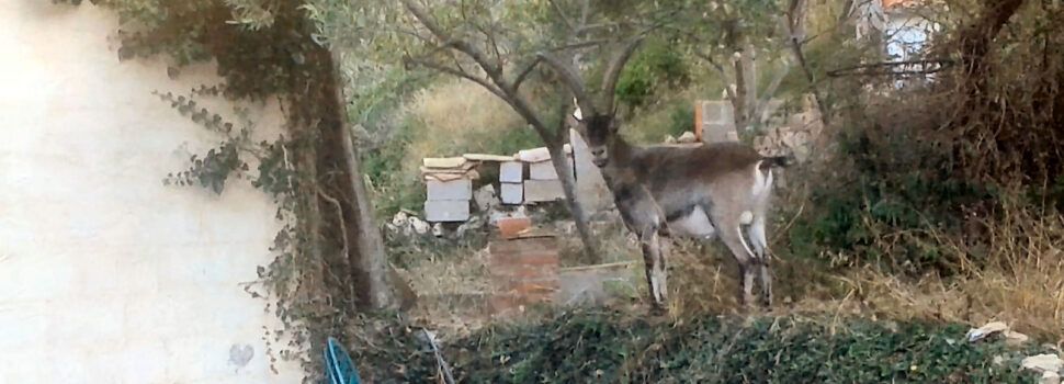 Nova “visiteta” de cabres salvatges a Vallibona