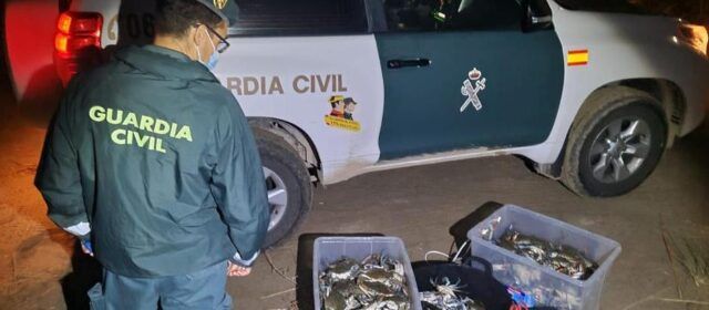La Guardia Civil interviene más de 450 ejemplares de cangrejo azul vivos en l’Ampolla