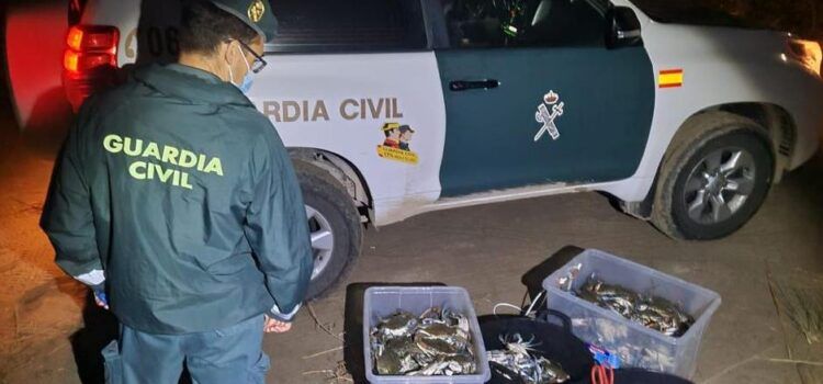 La Guardia Civil interviene más de 450 ejemplares de cangrejo azul vivos en l’Ampolla
