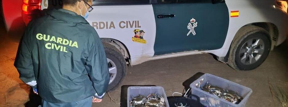 La Guardia Civil interviene más de 450 ejemplares de cangrejo azul vivos en l’Ampolla