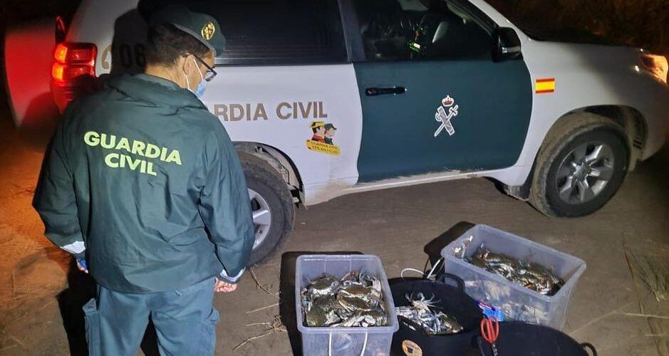 La Guardia Civil interviene más de 450 ejemplares de cangrejo azul vivos en l’Ampolla