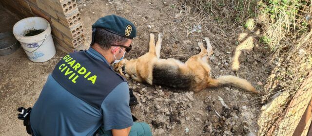 La Guardia Civil investiga un presunto delito de maltrato animal en l’Aldea