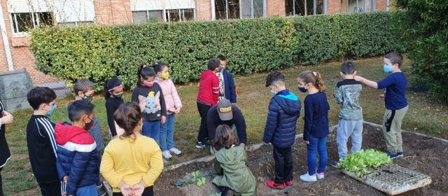 Vídeo i fotos: Reviscolen els horts escolars a Vinaròs
