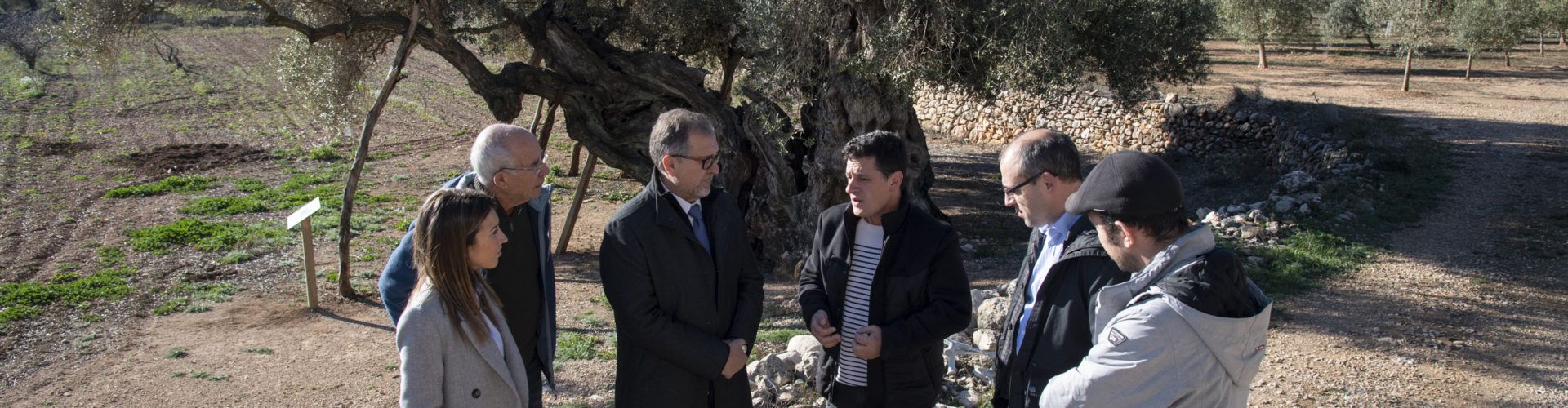 La Diputació de Castelló subvenciona la Taula del Sénia amb 22.500 euros per a posar en valor les oliveres mil·lenàries
