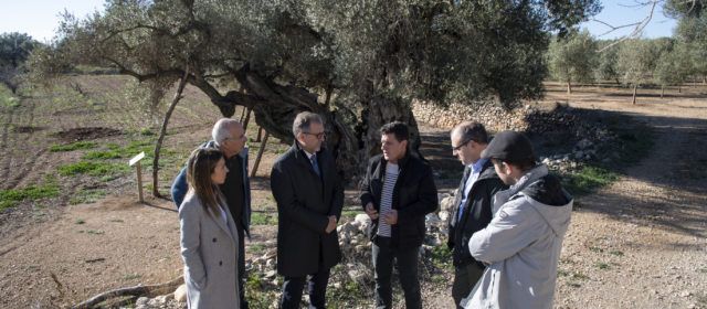 La Diputació de Castelló subvenciona la Taula del Sénia amb 22.500 euros per a posar en valor les oliveres mil·lenàries 