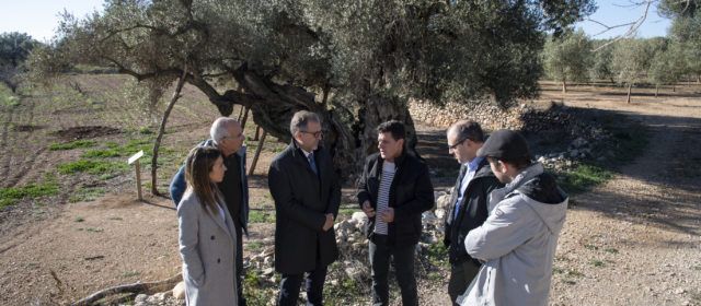 La Diputació de Castelló subvenciona la Taula del Sénia amb 22.500 euros per a posar en valor les oliveres mil·lenàries