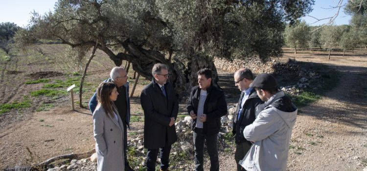 La Diputació de Castelló subvenciona la Taula del Sénia amb 22.500 euros per a posar en valor les oliveres mil·lenàries