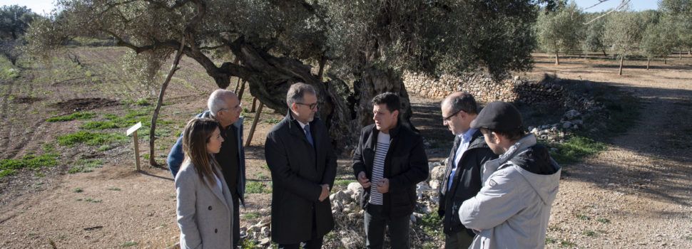 La Diputació de Castelló subvenciona la Taula del Sénia amb 22.500 euros per a posar en valor les oliveres mil·lenàries 