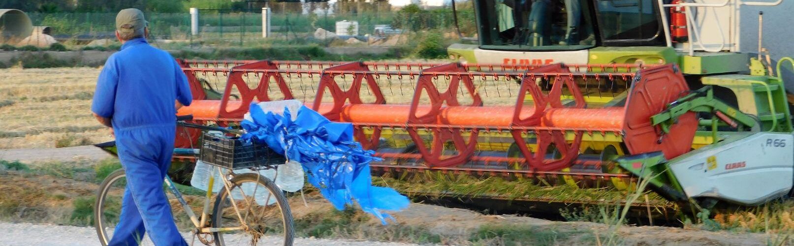 Fotos: Temps de sega al Delta de l’Ebre