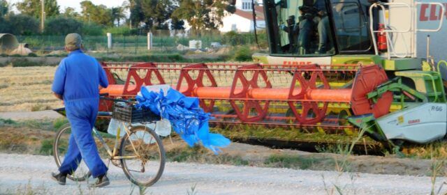 Fotos: Temps de sega al Delta de l’Ebre