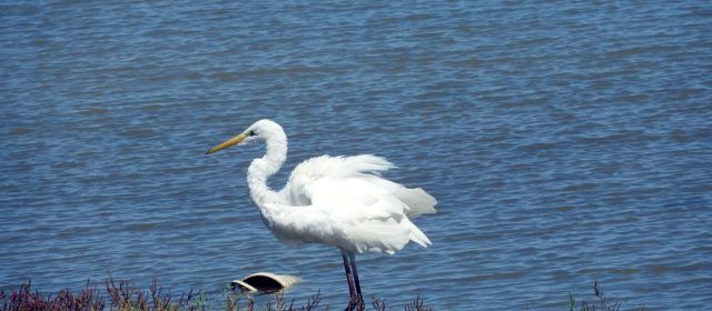 Vídeo i fotos: Agró blanc al Delta de l’Ebre